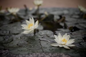 Lotus flowers sitting on deep green lotus pads in a pond with raindrops