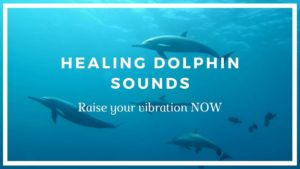 Healing dolphin sounds youtube video